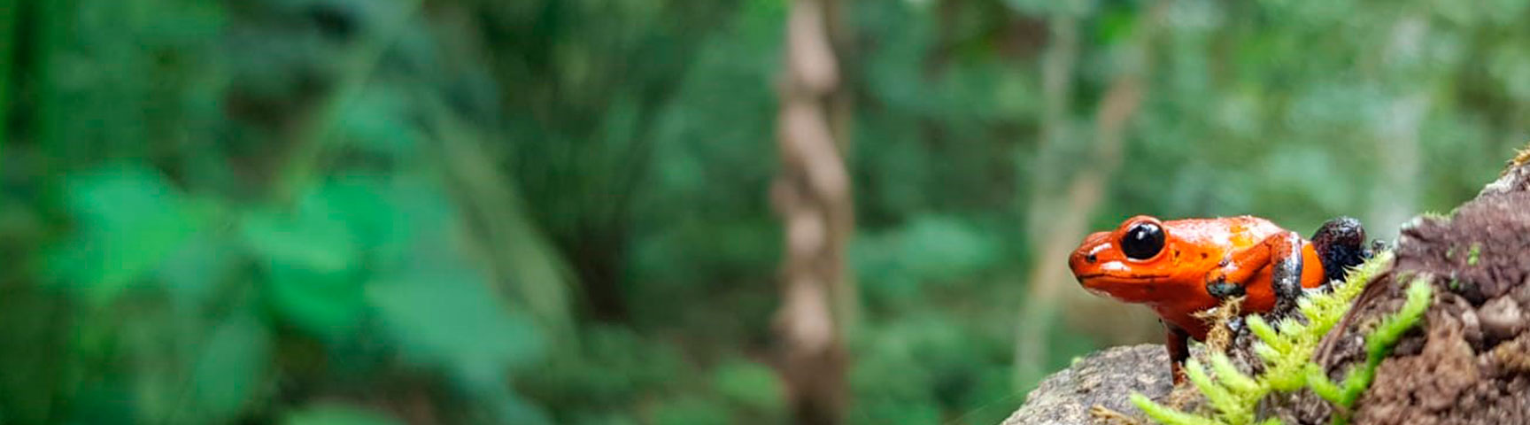 Adopteer_Regenwoud_Banner