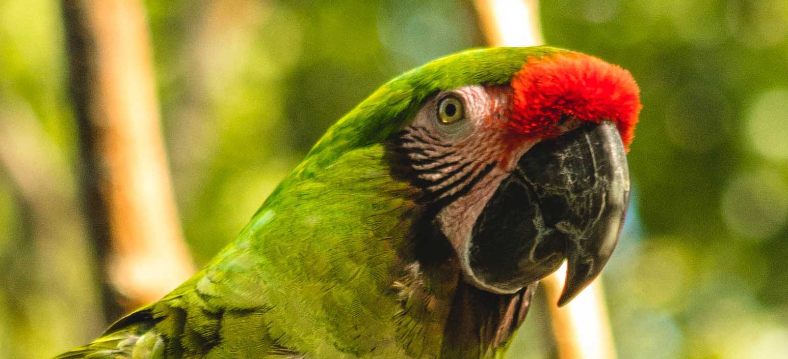 Great Green Macaw: