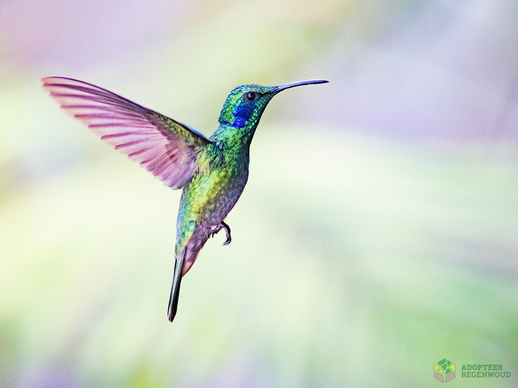 The Hummingbird - Adopteer Regenwoud