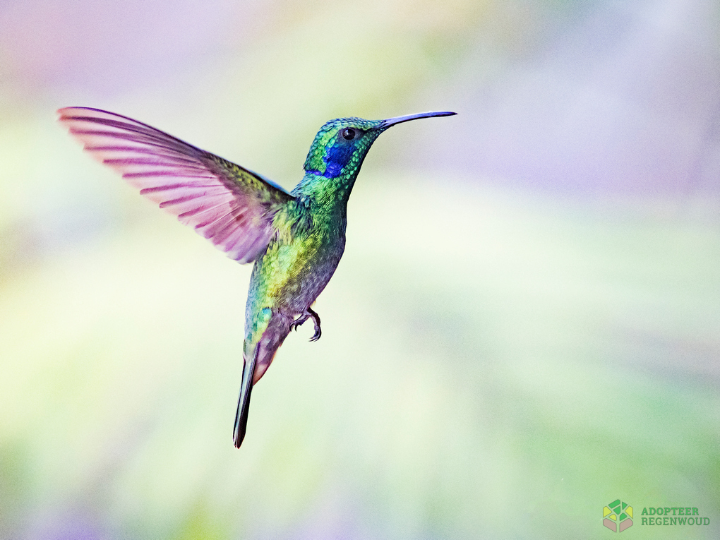 bee hummingbird flying