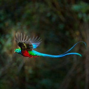 Quetzal Costa Rica