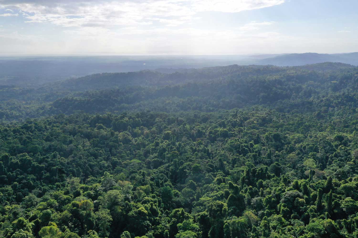 Rainforest worldwide and why we need to protect them - Adopteer Regenwoud