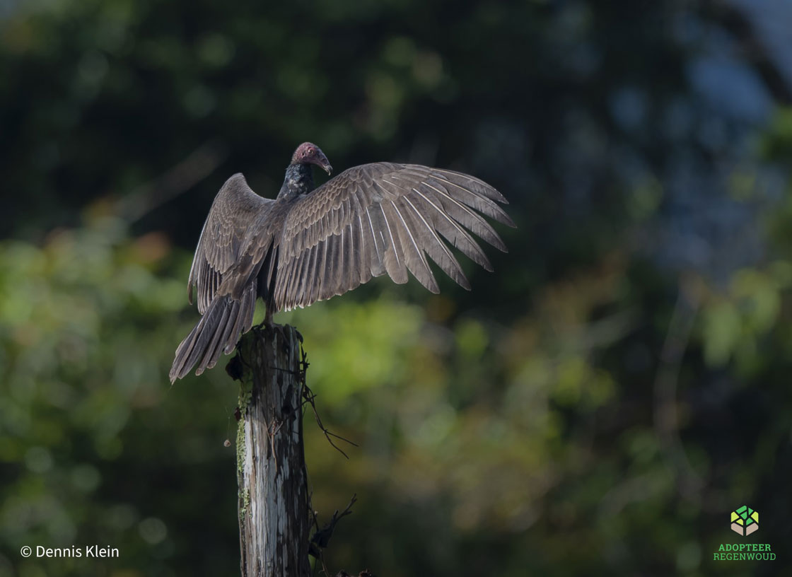 Vultures in Costa Rica Adopteer Regenwoud